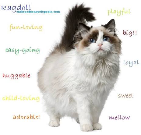 V. Frequently Asked Questions about Ragdoll Cats